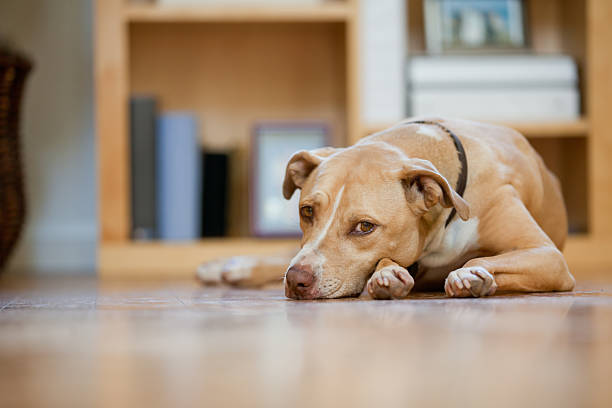 perros de raza mixta - looking at camera dog canine domestic animals fotografías e imágenes de stock
