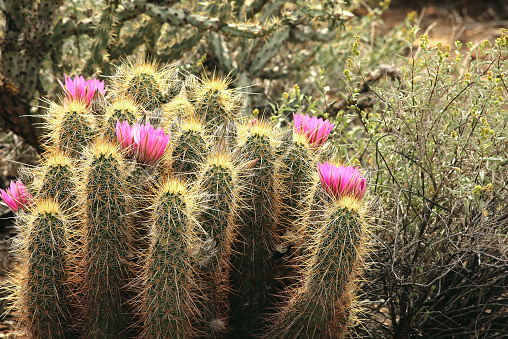 desert flower, bloom, arid, cactus, arizona