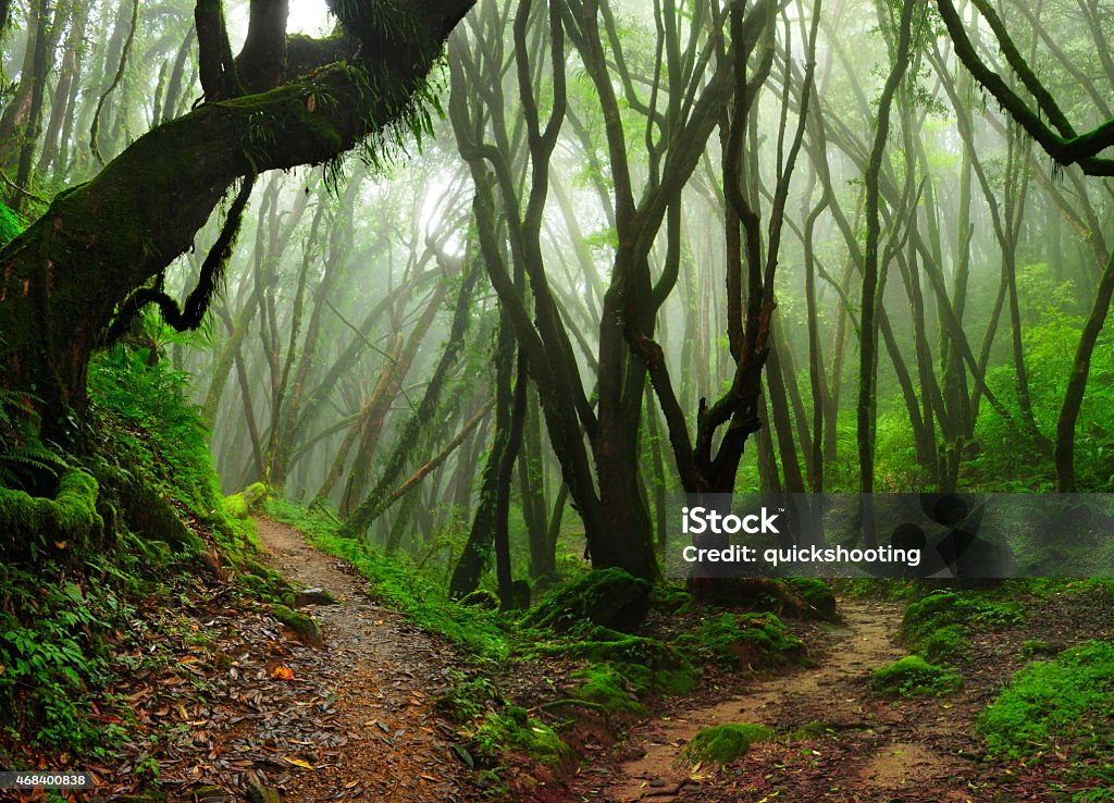 Selva de Nepal Subtropical jungle of Nepal on the Annapurnas route. 2015 Stock Photo