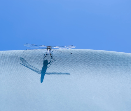 dragonfly resting on canvas against blue sky