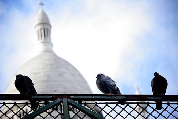 Bird in Paris stock photo