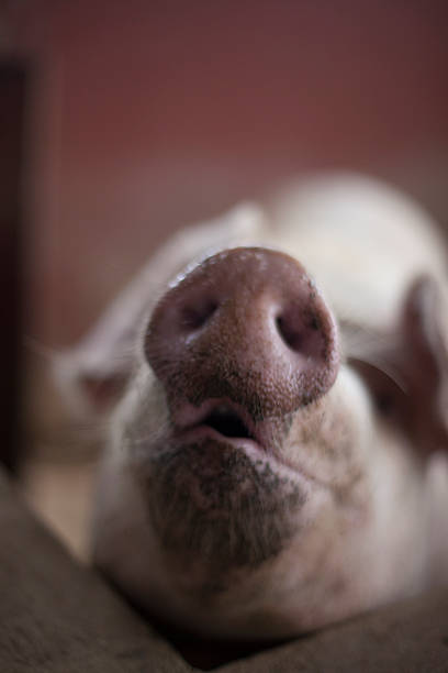 Close-up of a pig snout stock photo