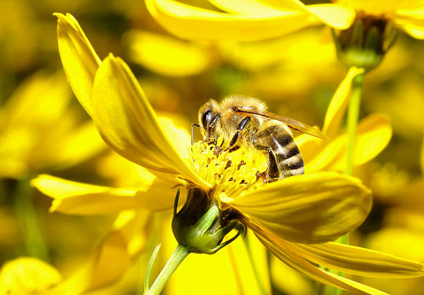 bee on a flower stock photo