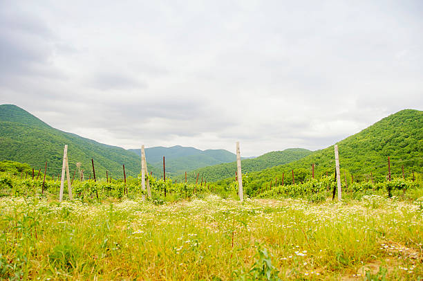 istock Landscape with green vineyard's rows in Russia 468404008