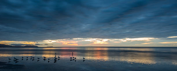 istock Seagulls on the beach at dusk 468404232
