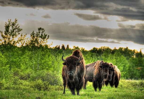 istock Bison in the canadian prairies 468404749