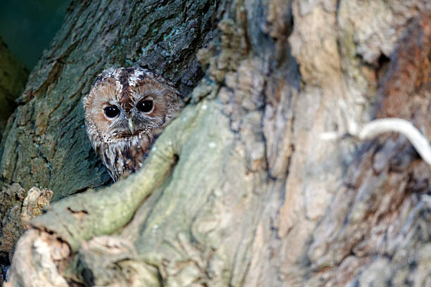 istock Tawny owl, Strix aluco 468405033