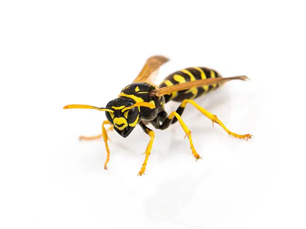 Macro image of a European wasp isolated on a white background.