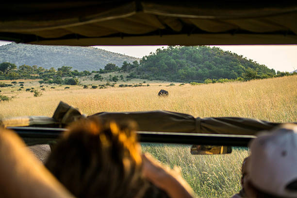 rhinocéros noir en face de camion de safari - pilanesberg national park photos photos et images de collection