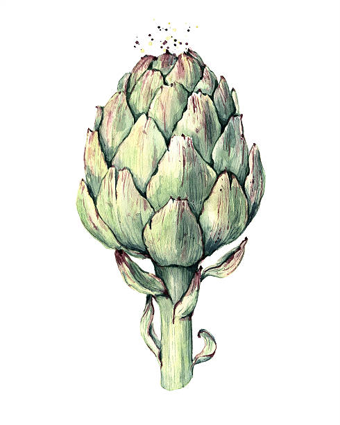 артишок акварельная иллюстрация - artichoke stock illustrations