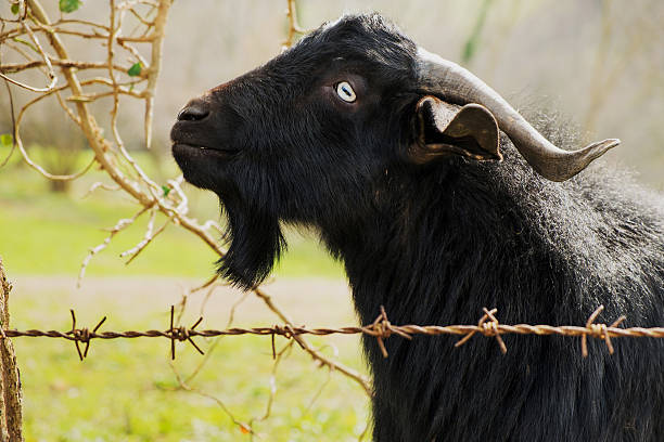 Black Goat stock photo