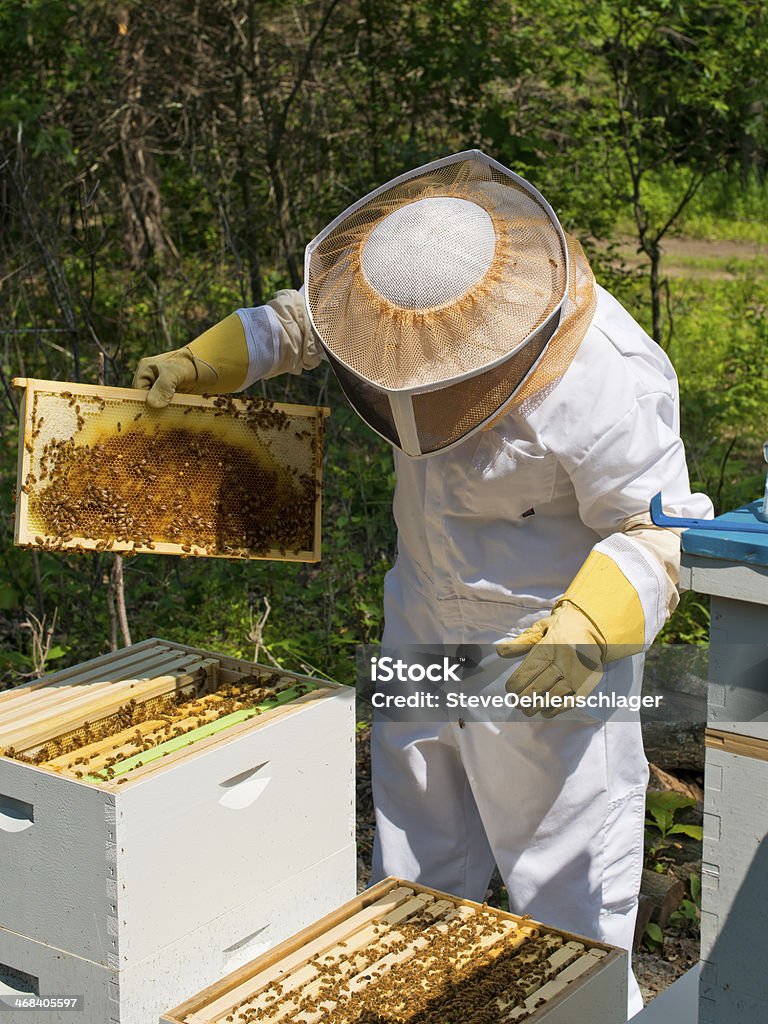 Beekeeper Beekeeper inspecting honey and bees from her hive Adult Stock Photo