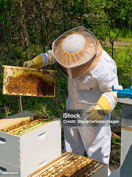 Beekeeper Stock Photo - Download Image Now - Adult, Bee, Beehive