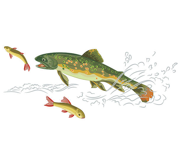 ilustraciones, imágenes clip art, dibujos animados e iconos de stock de brook trucha predator ver un pez - speckled trout illustrations