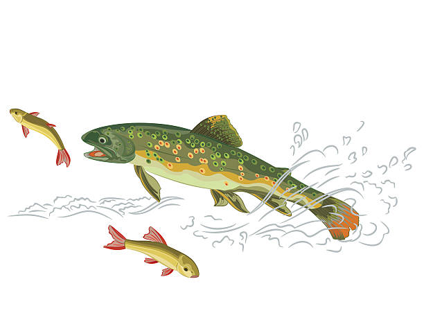 ilustrações, clipart, desenhos animados e ícones de brook predator apanhe um peixe truta - cutthroat trout