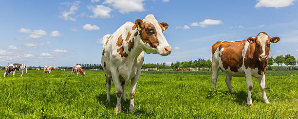 istock Panorama of cows in a meadow 468406691
