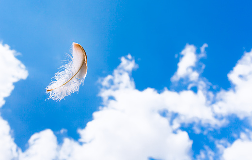 Floating feather in the sky on a sunny day. 