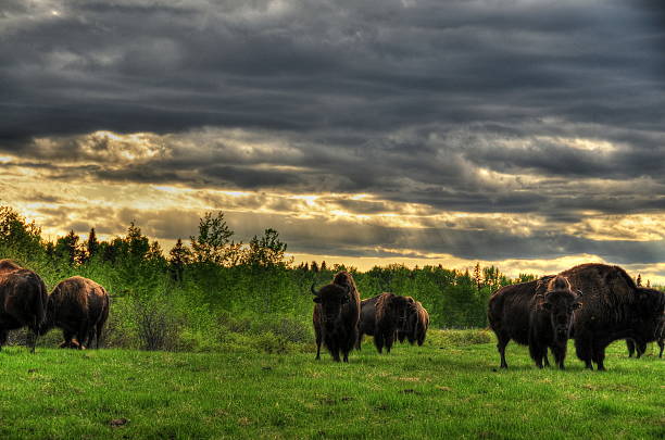 istock Bison in the canadian prairies 468407409
