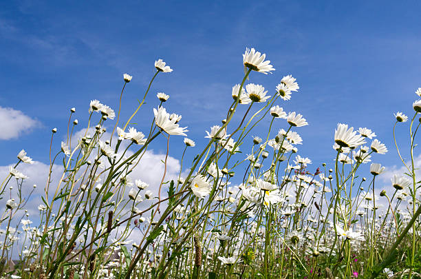 Daisies in bloom. Daisy flowers against a blue sky on the island Tiengemeten in Netherlands. tiengemeten stock pictures, royalty-free photos & images