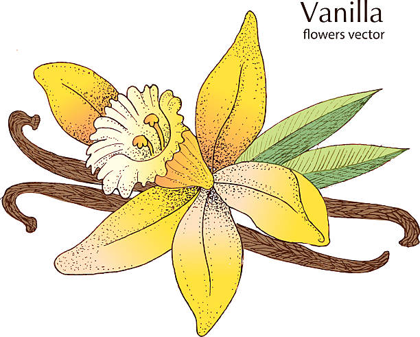 Vanilleschoten und Blume – Vektorgrafik