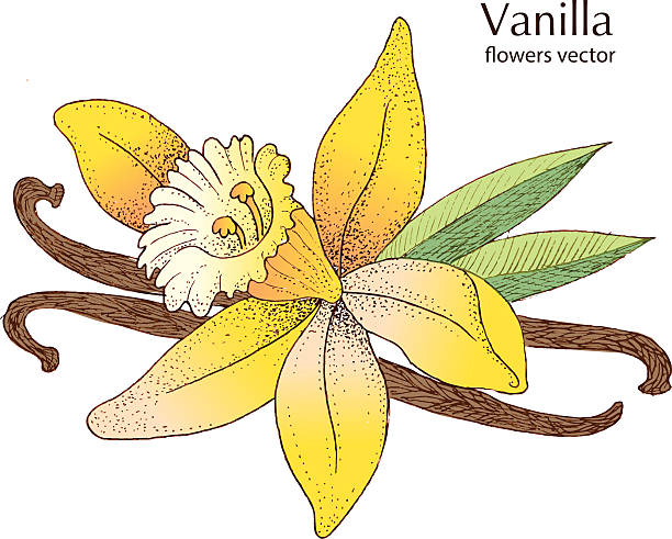 Vanilla Pods And Flower vector art illustration