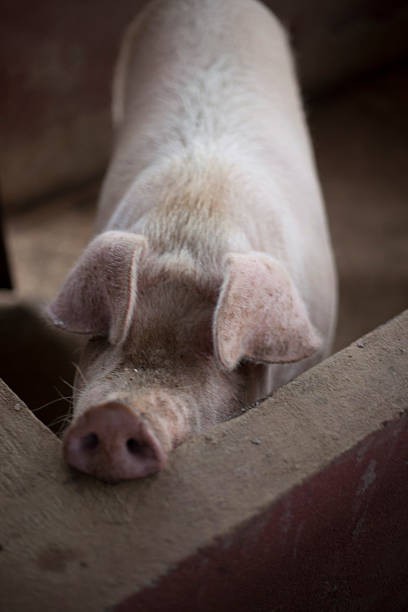 istock Close-up of animal pig ear 468408455