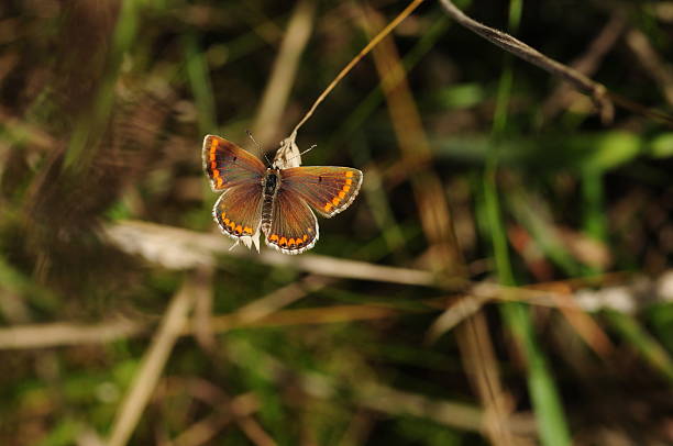 Macro image of a Summer insect.