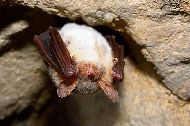 Greater mouse-eared bat ( Myotis myotis) Greater mouse-eared bat ( Myotis myotis) in cave mouse eared bat photos stock pictures, royalty-free photos & images