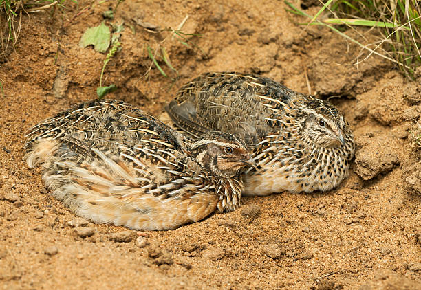 Pair of Common Quails (Coturnix coturn.) relaxing Common quails (Coturnix coturnix). Rooster and hen lying in sand. coturnix quail stock pictures, royalty-free photos & images