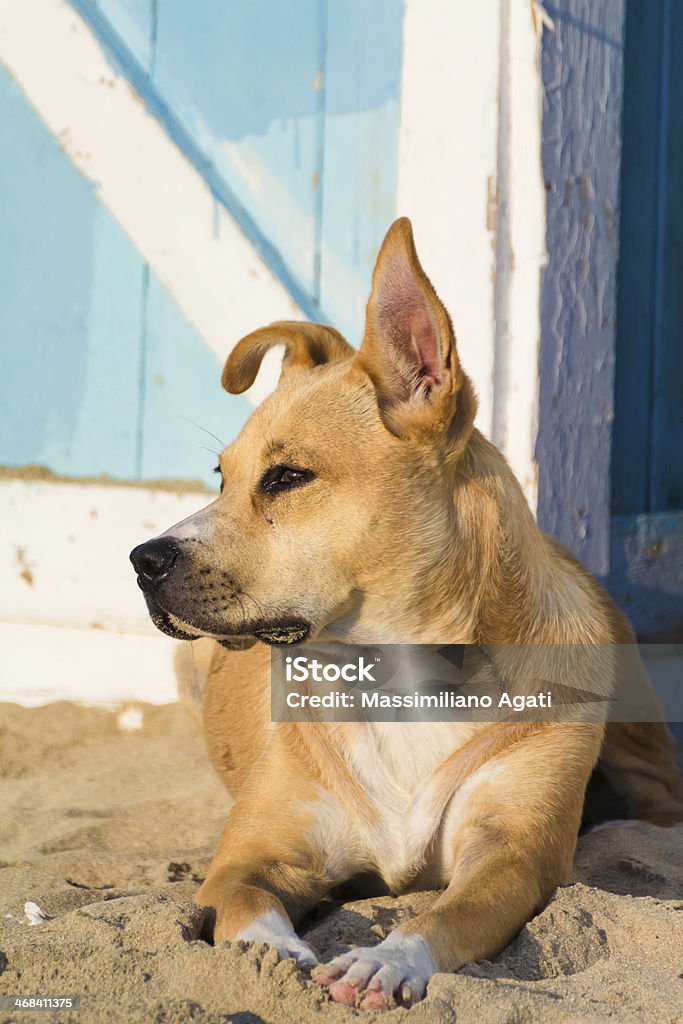 Stray Hund am Strand - Lizenzfrei Domestizierte Tiere Stock-Foto
