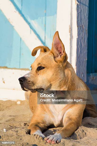 Stray Hund Am Strand Stockfoto und mehr Bilder von Domestizierte Tiere - Domestizierte Tiere, Einzelnes Tier, Fotografie