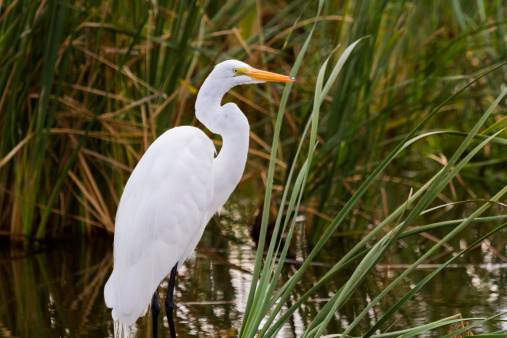 Snowy egret in natural habitat on South Padre Island, TX.