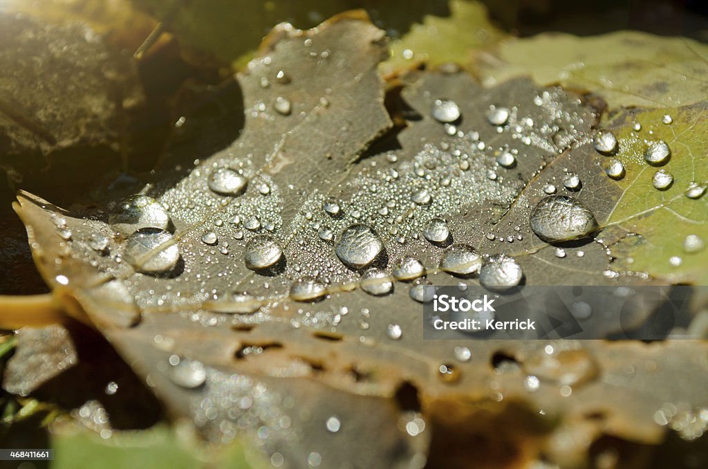 Tropfen auf Blatt im Herbst - Lizenzfrei Blatt - Pflanzenbestandteile Stock-Foto