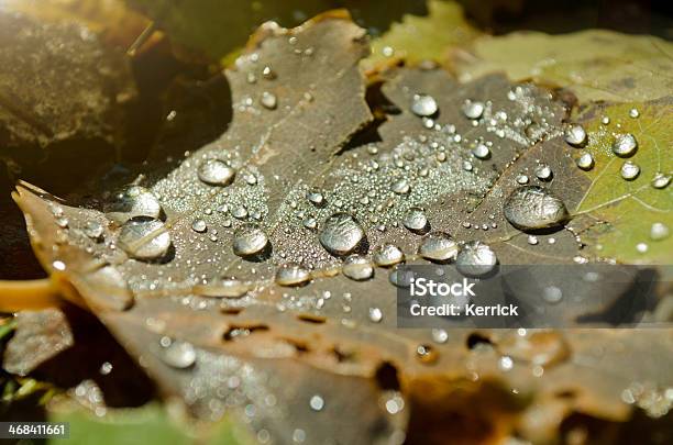 Tropfen Auf Blatt Im Herbst Stockfoto und mehr Bilder von Blatt - Pflanzenbestandteile - Blatt - Pflanzenbestandteile, Fallen, Makrofotografie