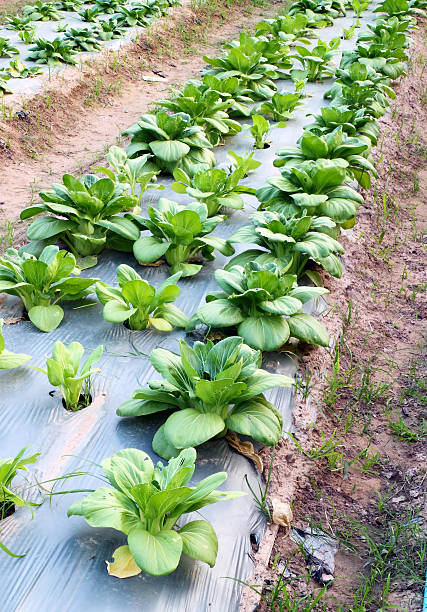 Cantonese Chinese vegetables plant at farm