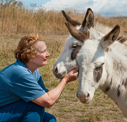 A middle aged Caucasian woman with red hair and fair skin crouchs down to look into Miniature Mediterranean Donkey's face, she holds it's chin while second burro ignores them both. She is dressed in blue and the donkeys are mostly white with brown spots. They are in grassy field in Washington state, USA.