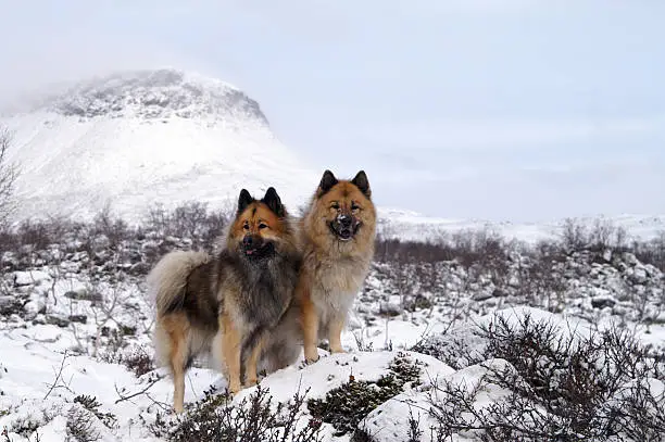 Two Eurasier breed dogs in the foot of mountain Saana in Kilpisjärvi, Lappland, Finland. Brown-black dogs, white snow and brown trees.
