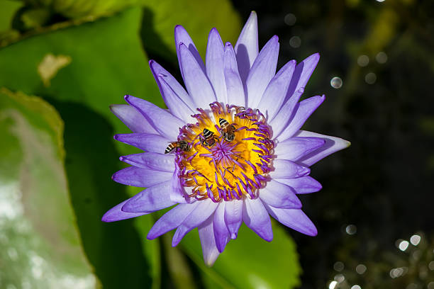 istock Purple Lotus and bee Close-up 468414419