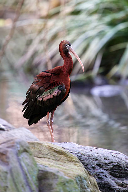 глянцевые ибис - glossy ibis стоковые фото и изображения