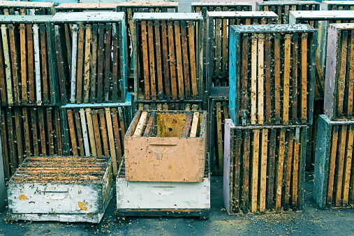 Bees gathering honey from cleaned combs in beehives at honey manufacturing plant in Hawaii