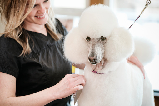 A professional dog groomer finishes the grooming on a large standard poodle. The dog is standing on a grooming table, inside a pet grooming business while the smiling woman groomer combs the animal's hair.