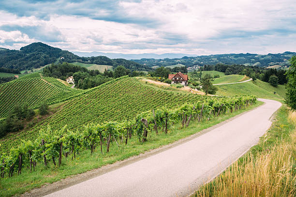istock Wine Trail in Southern Styria 468417290