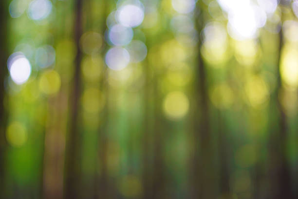 wald bokeh - weichzeichner stock-fotos und bilder