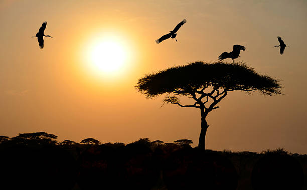 istock Birds flying above acacia tree at sunset in Africa 468417590