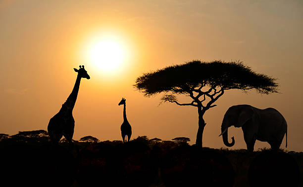 istock Giraffes and Elephant with Acacia tree with Sunset 468417592