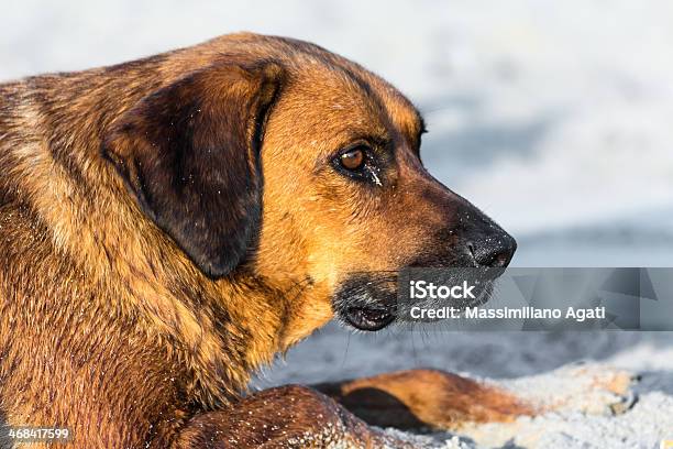 Photo libre de droit de Chien Errant Sur Le Sable banque d'images et plus d'images libres de droit de Animal errant - Animal errant, Animaux de compagnie, Animaux domestiques