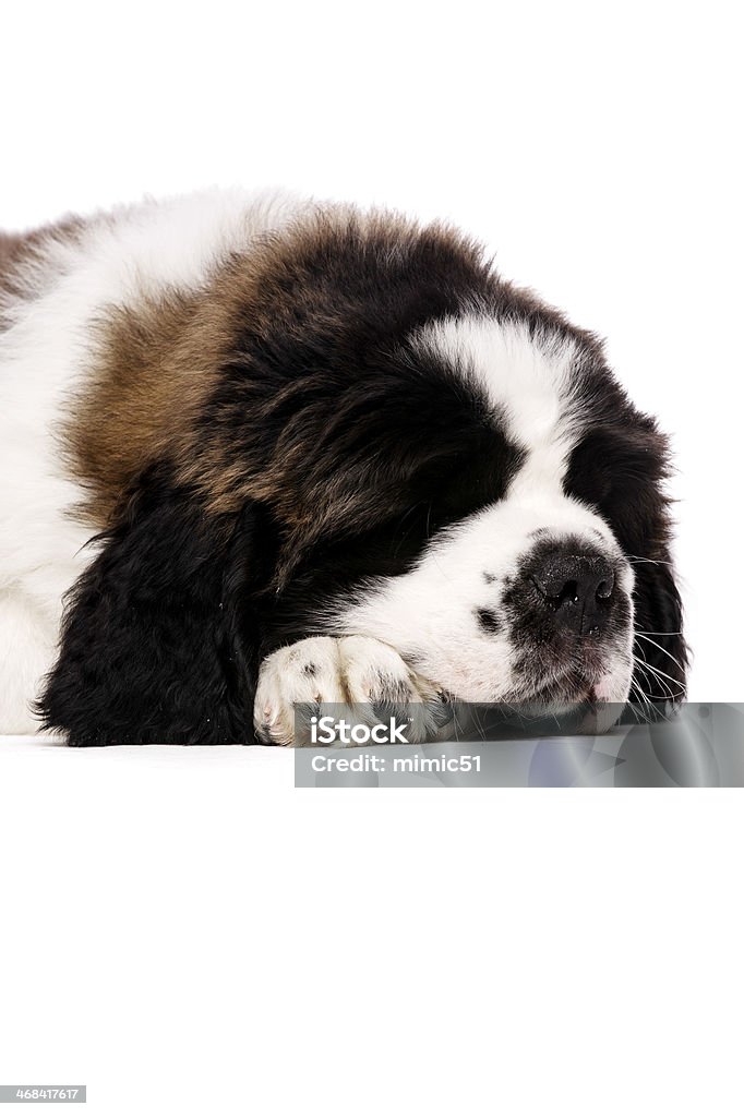 St Bernard щенок изолированные на бел�ом - Стоковые фото Без людей роялти-фри