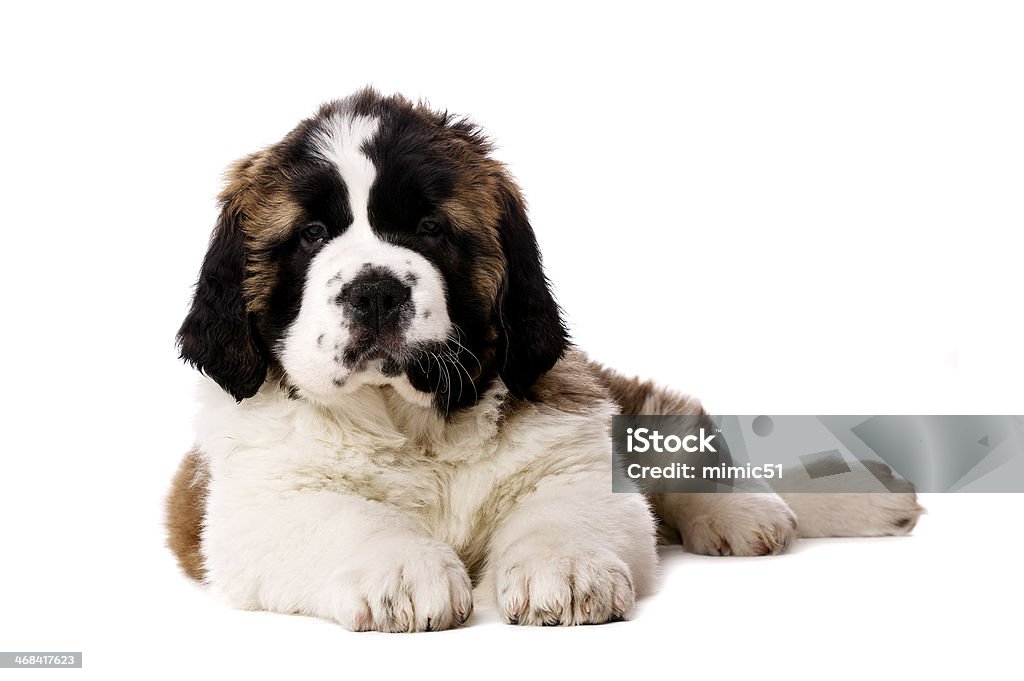 St Bernard щенок изолированные на бел�ом - Стоковые фото Без людей роялти-фри