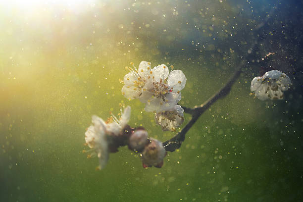 spring blossom spring blossom with defocused background  pollen photos stock pictures, royalty-free photos & images