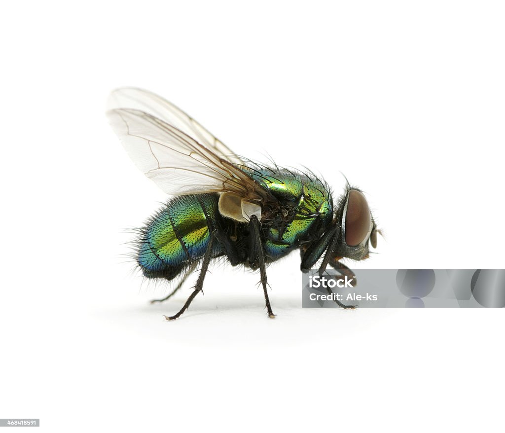 Vert fly - Photo de Aile d'animal libre de droits